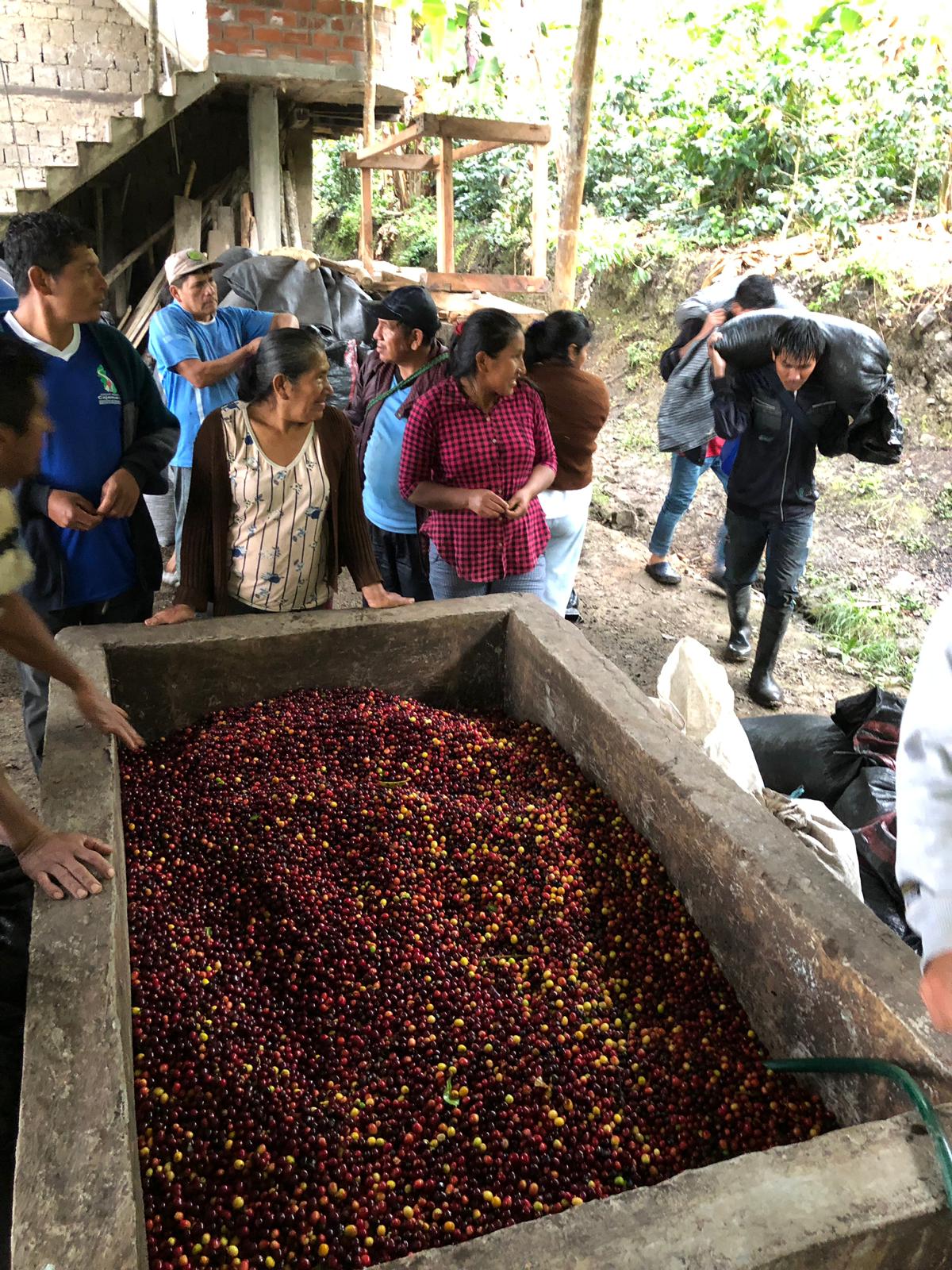 Peruvian coffee farmers
